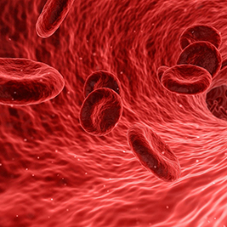 blood-cells-400